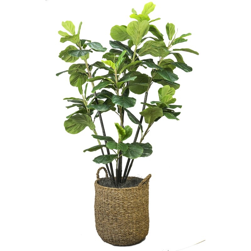 Fiddle Leaf Fig Tree with Basket - Image 0