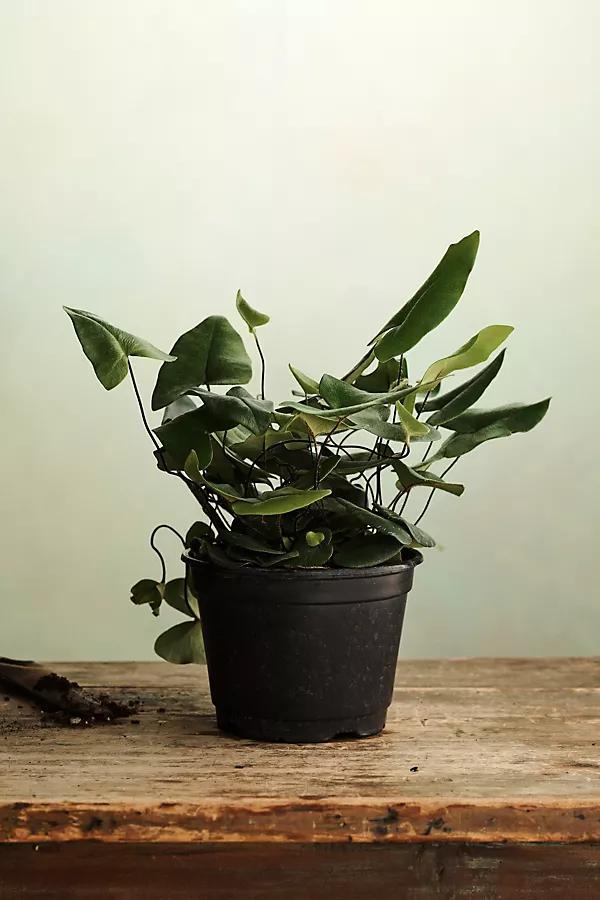 Heartleaf Fern - Image 0