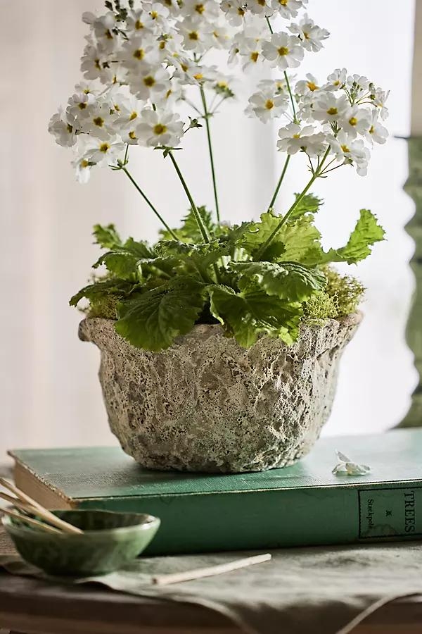 Maritime Bowl Planter - Image 0