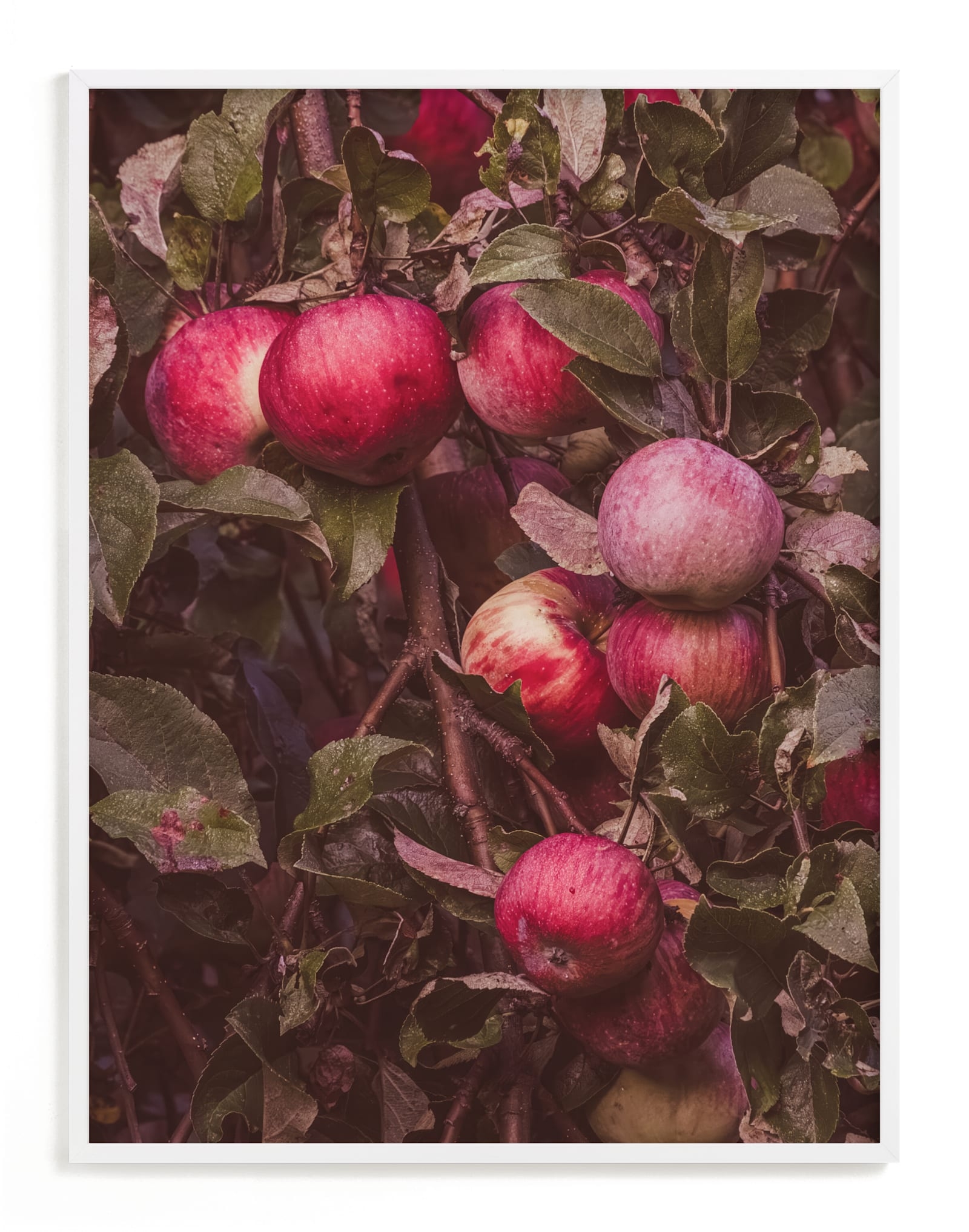 Apple Season Limited Edition Fine Art Print 2 - Image 0
