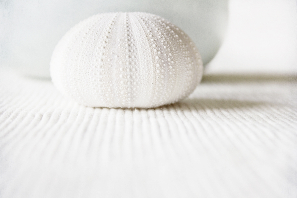 Sea Urchin - Elegant Minimal White Shell - Beach Ocean Sea Photography By Ingrid Beddoes Throw Pillow by Ingrid Beddoes Photography - Cover (18" x 18") With Pillow Insert - Indoor Pillow - Image 1