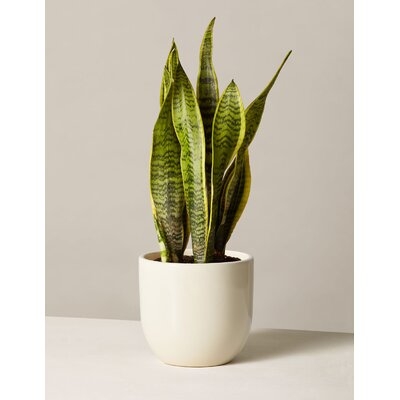 The Sill Snake Plant Laurentii in Grant Planter, 24'' - Image 0