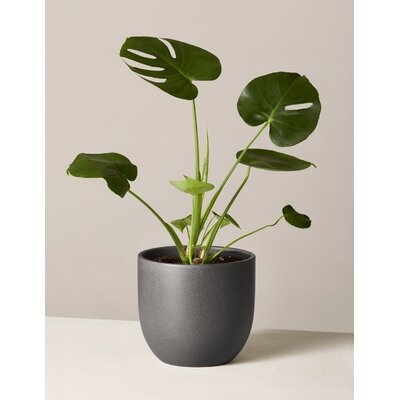 20'' Live Monstera Plant in Pot - Image 0