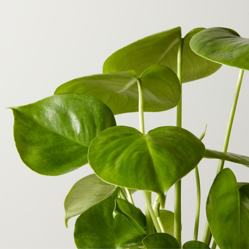 Live Monstera Plant 6" in Black Ceramic Pot - Image 1