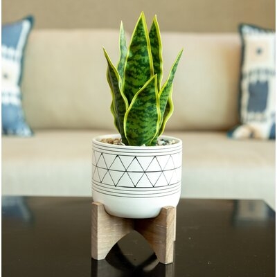 5'' Artificial Snake Plant in Planter - Image 0