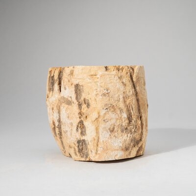 Natural Petrified Wood Log From Madagascar (3.2 Lbs) - Image 0