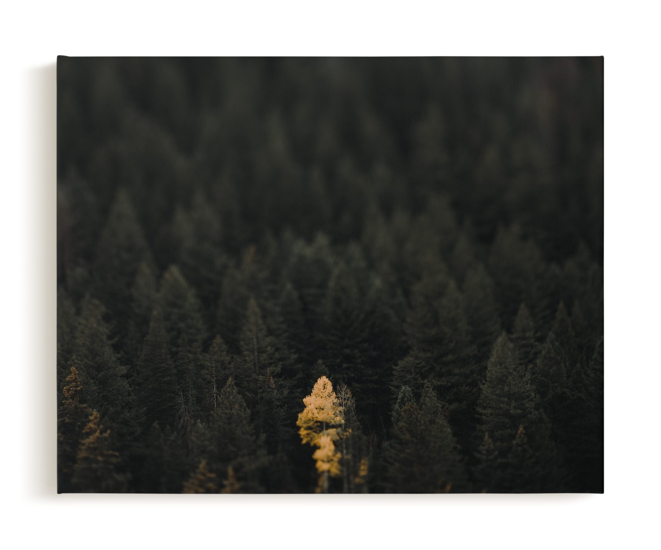 The Lone Wolf Limited Edition Fine Art Print 1 - Image 0