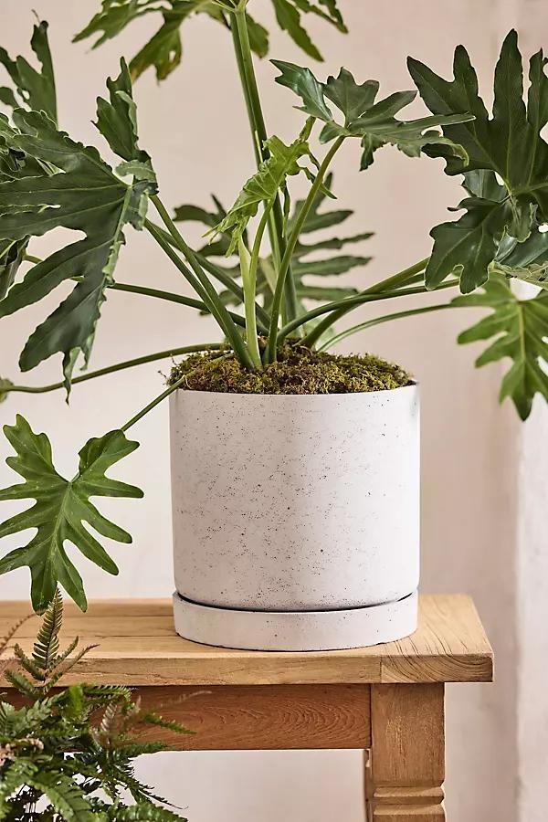 Cement Cylinder Pot + Saucer Set - Image 0
