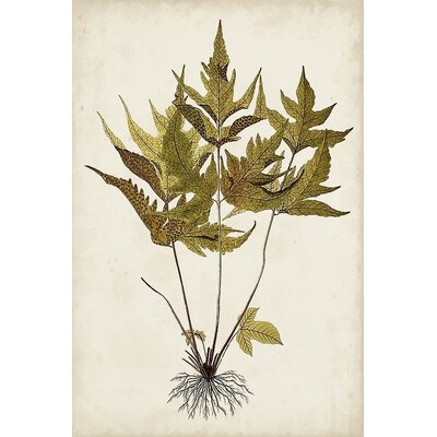 Fern Botanical II Print On Canvas - Image 0
