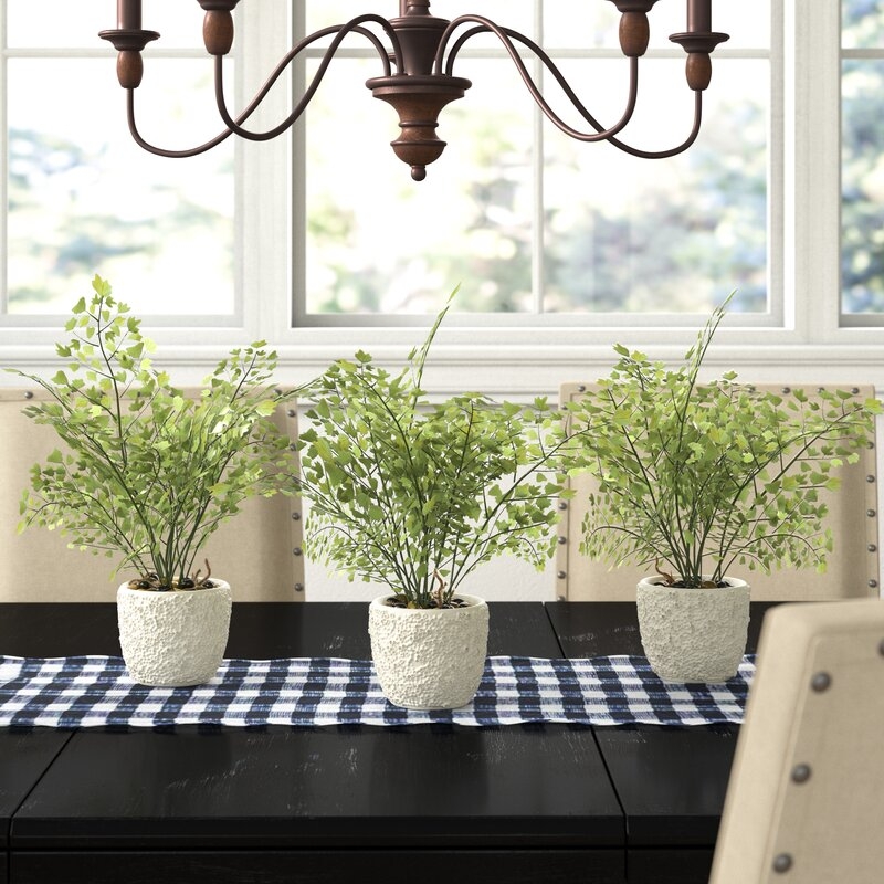 Maiden Hair Tabletop Ferns in Pots, Set of 3 - Image 2