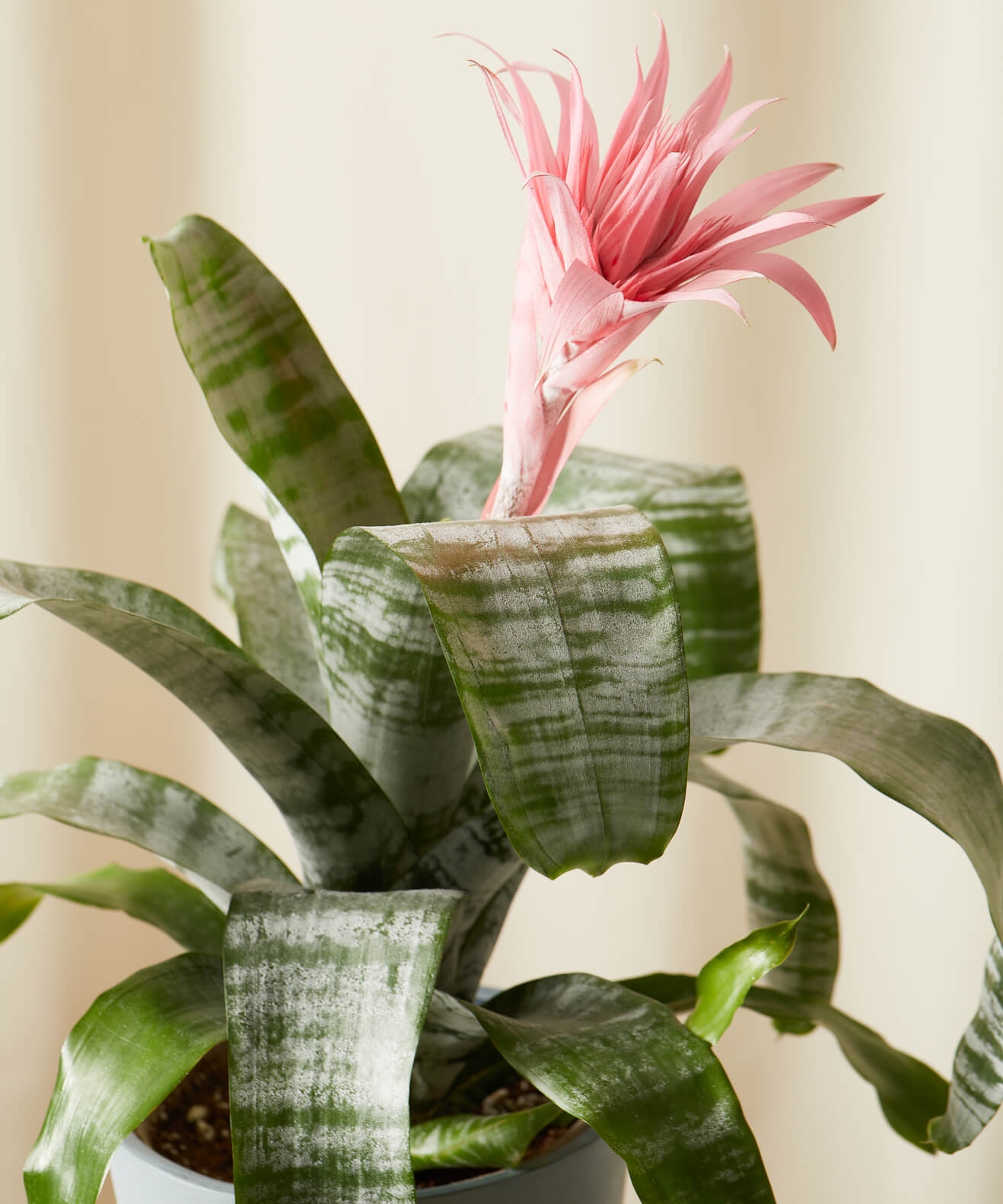 Bromeliad Aechmea Pink -  Slate - Image 1