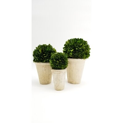 3 Preserved Boxwood Topiary in Pot Set - Image 0