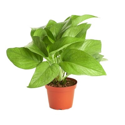 5'' Live Foliage Plant in Pot - Image 0