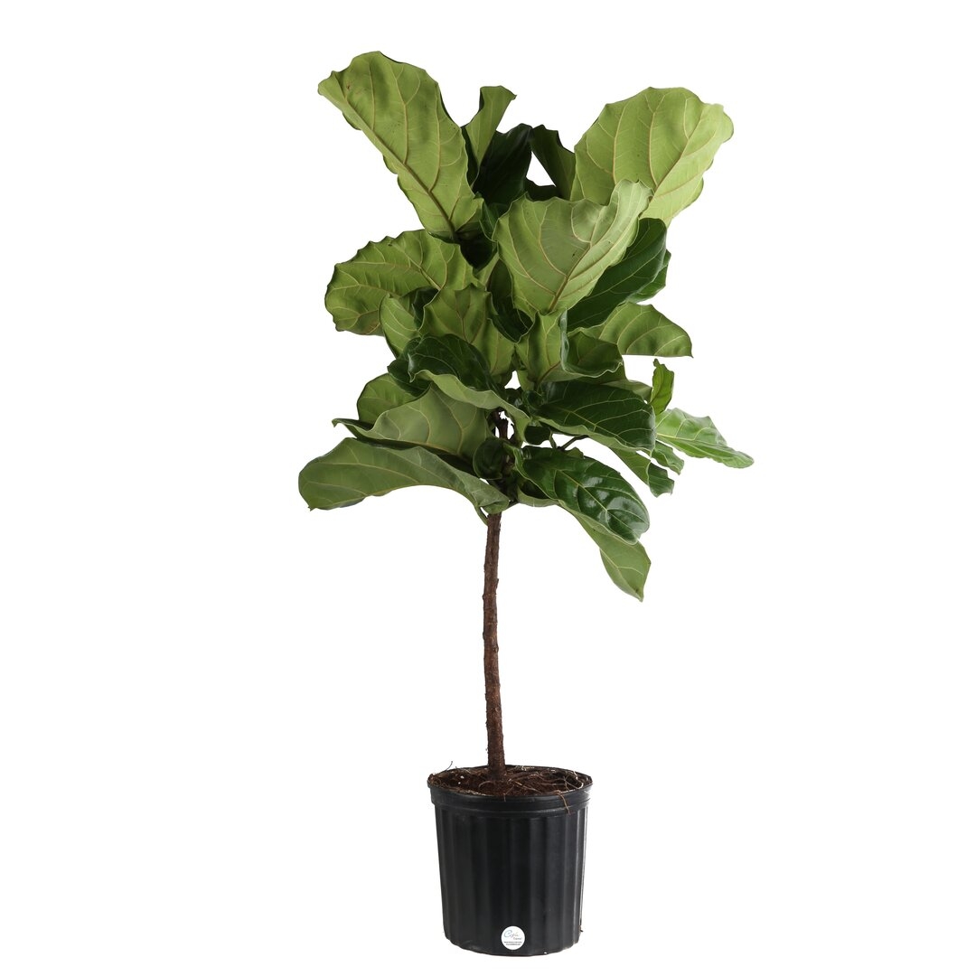 Costa Farms Fiddle Leaf Fig in Nursery Pot - Image 0