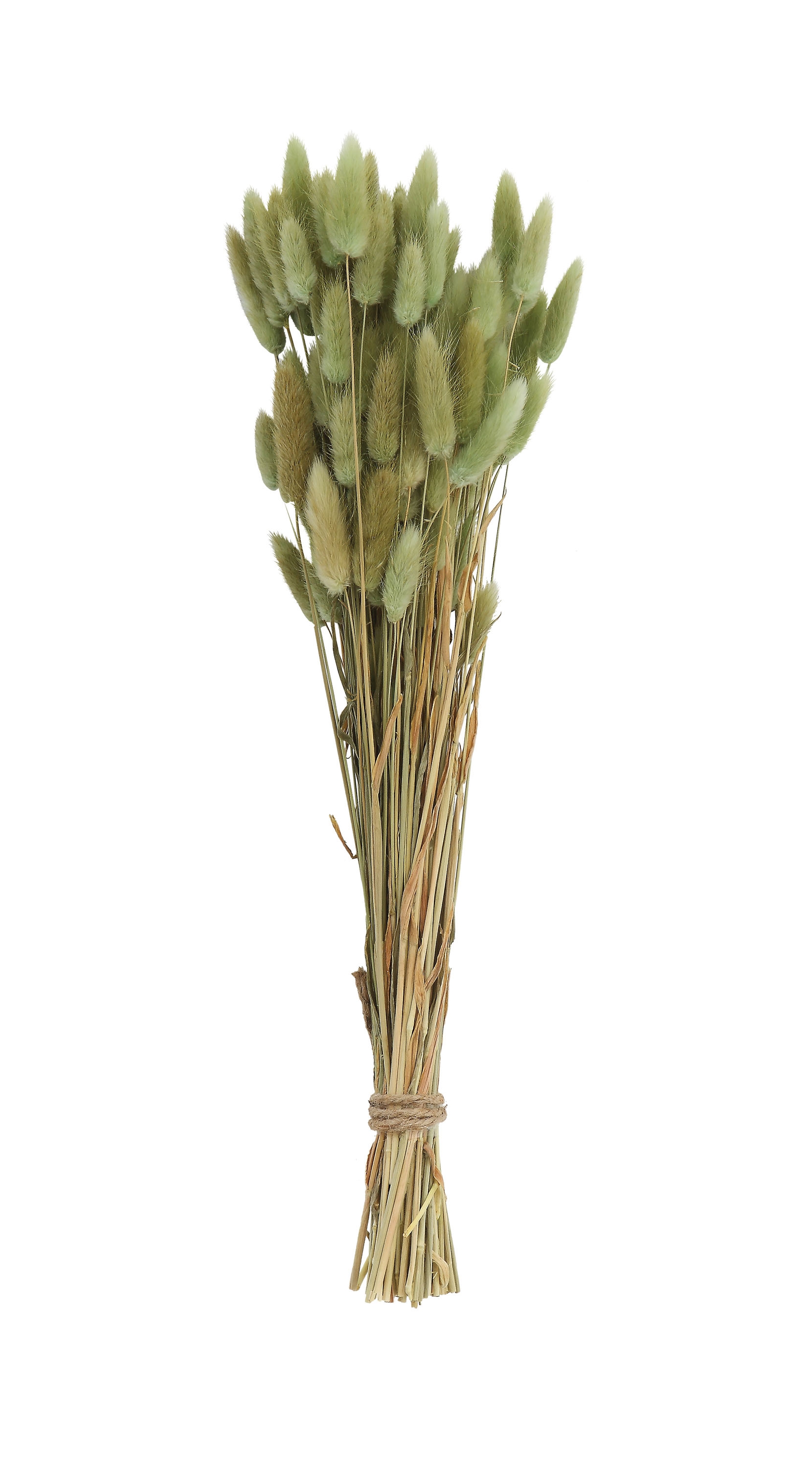 15" Dried Natural Bunny Tail Grass Bunch - Image 0