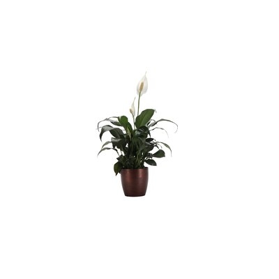16" Live Spath Plant in Pot - Image 0