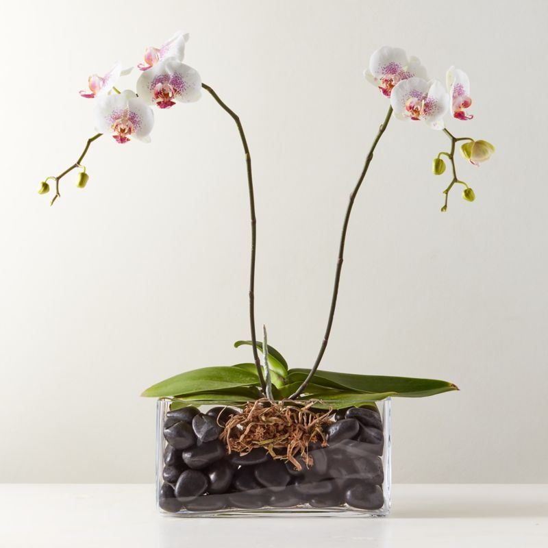 Ardin Clear Glass Vase - Image 1