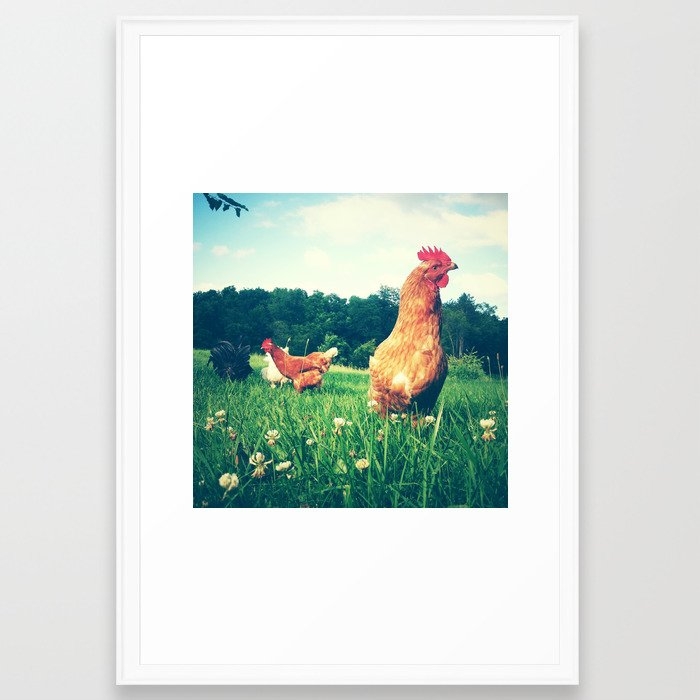 The Life Of A Chicken Framed Art Print by Olivia Joy St Claire X  Modern Photograp - Scoop White - Large 24" x 36"-26x38 - Image 0