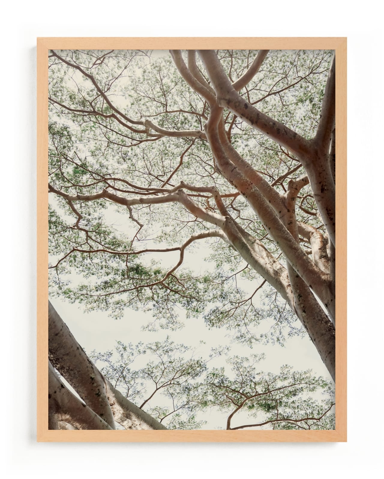 Tapestry II Limited Edition Fine Art Print 2 - Image 0