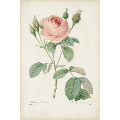 Vintage Redoute Roses VI - Image 0