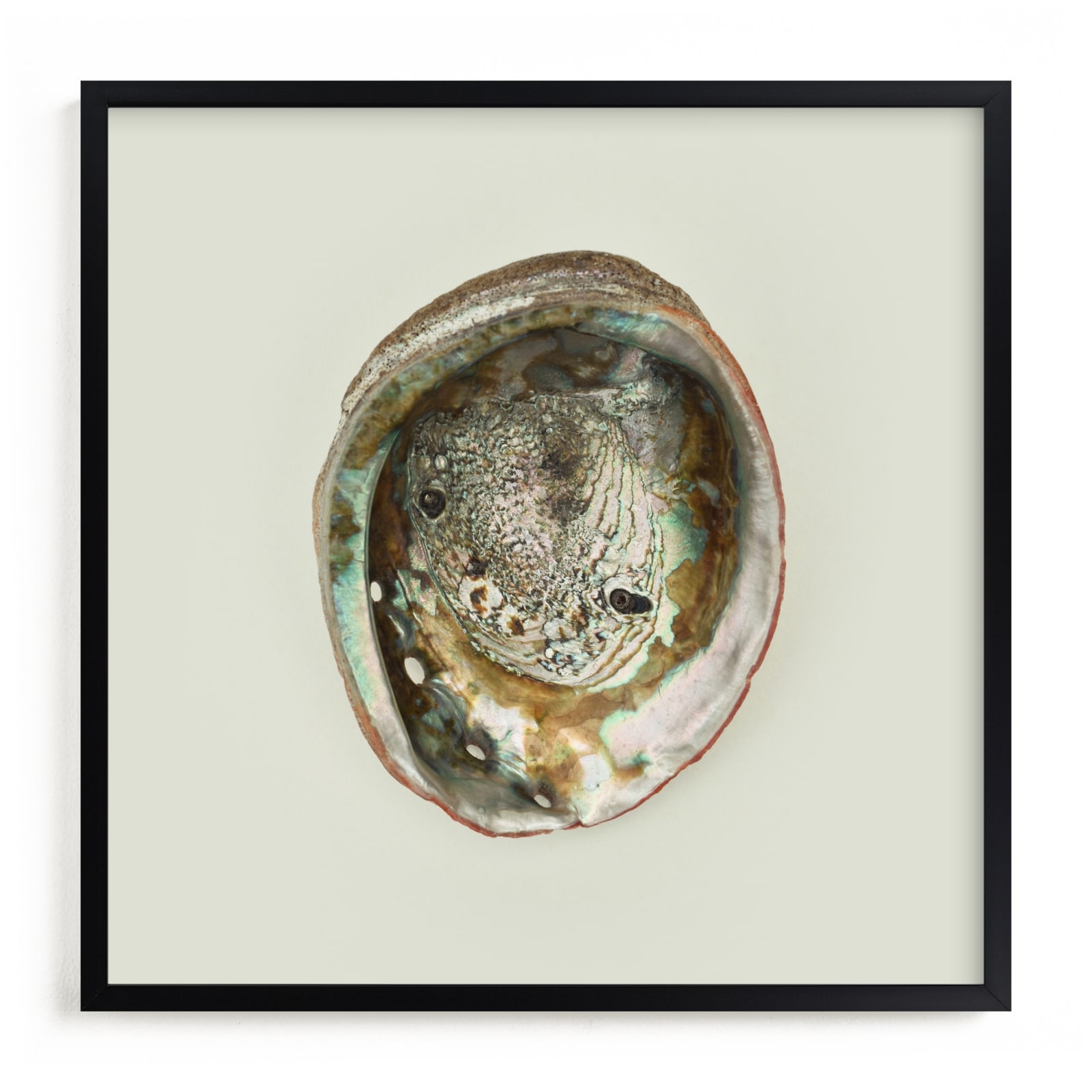 Abalone Shell Limited Edition Fine Art Print 2 - Image 0