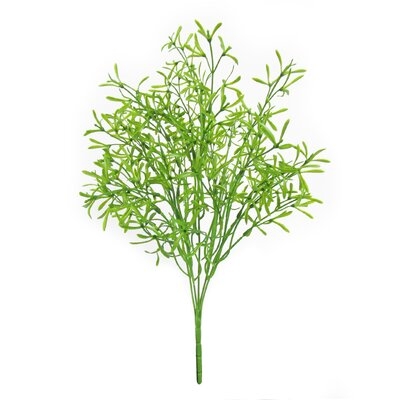 Asparagus Leaf Greenery Bush Foliage Plant - Image 0