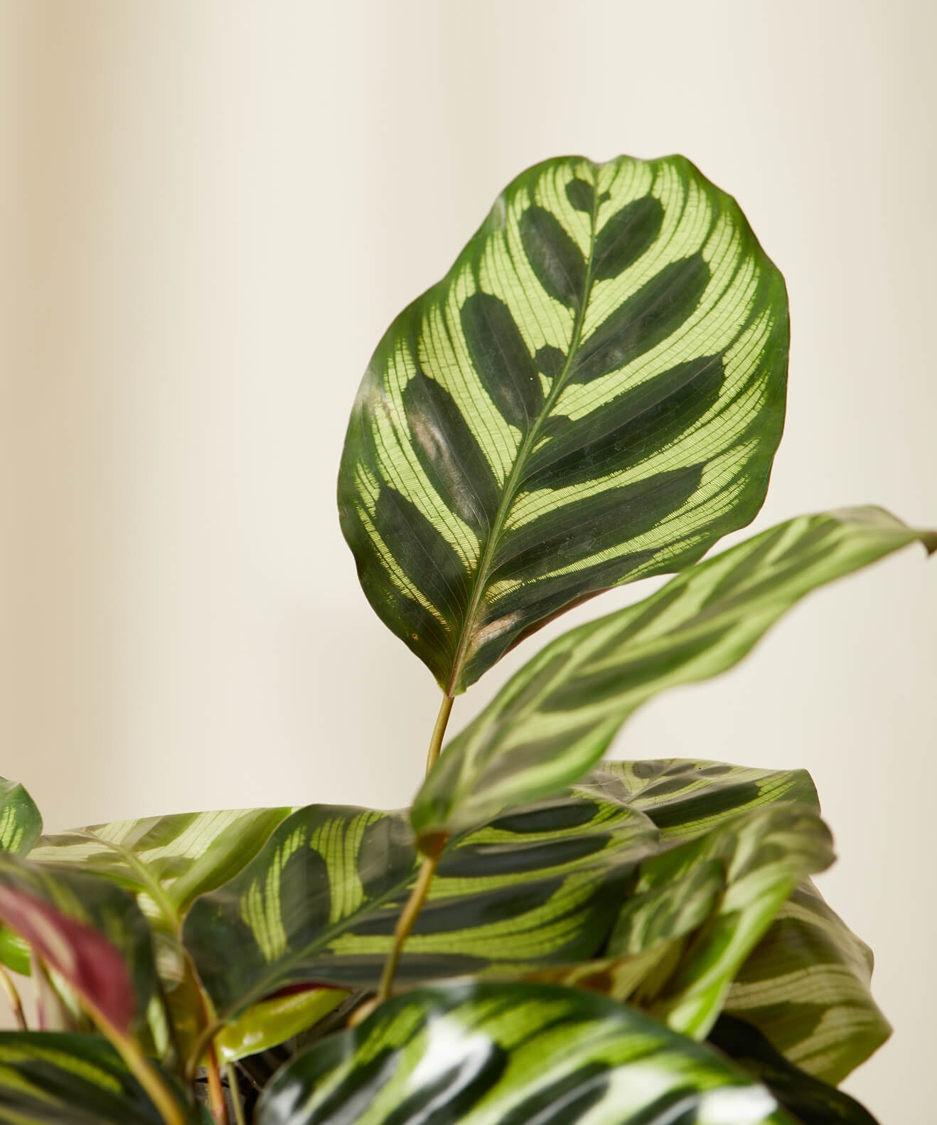 Calathea Peacock -  Slate - Image 1