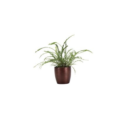 11" Live Fern Plant in Pot - Image 0