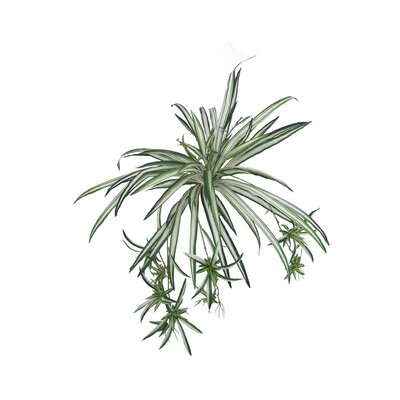 Silk Spider Plant, 30 Inches UV Resistant, Hanging Greenery, Artificial, Indoor Outdoor Plant, For Hanging Basket Or Planter, 60 Fronds - Image 0