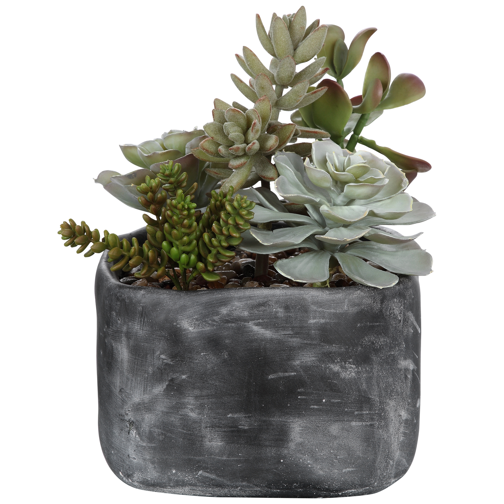 Alverio Desert Garden Succulents - Image 3