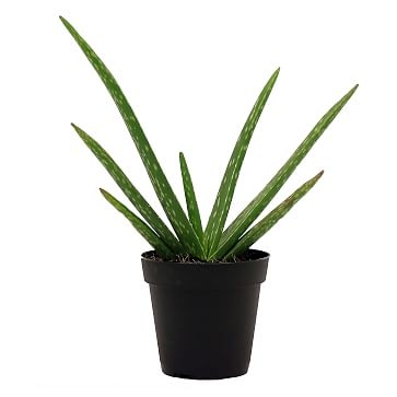 Aloe Vera Plant in 4" Grower Pot - Image 3