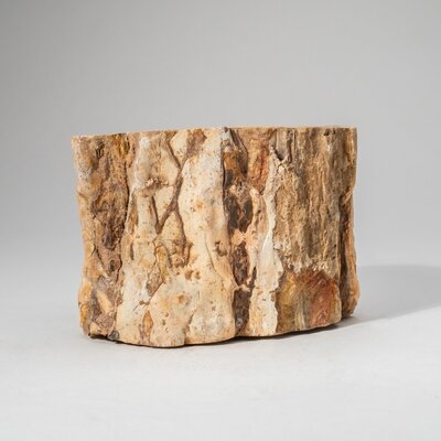 Natural Petrified Wood Log From Madagascar (3 Lbs) - Image 0