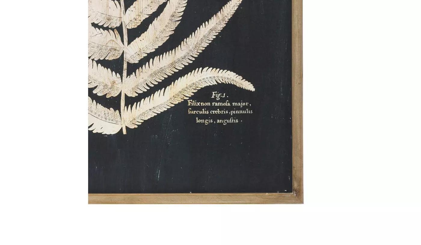 Framed Fern Leaf Prints, Set of 2 - Image 4