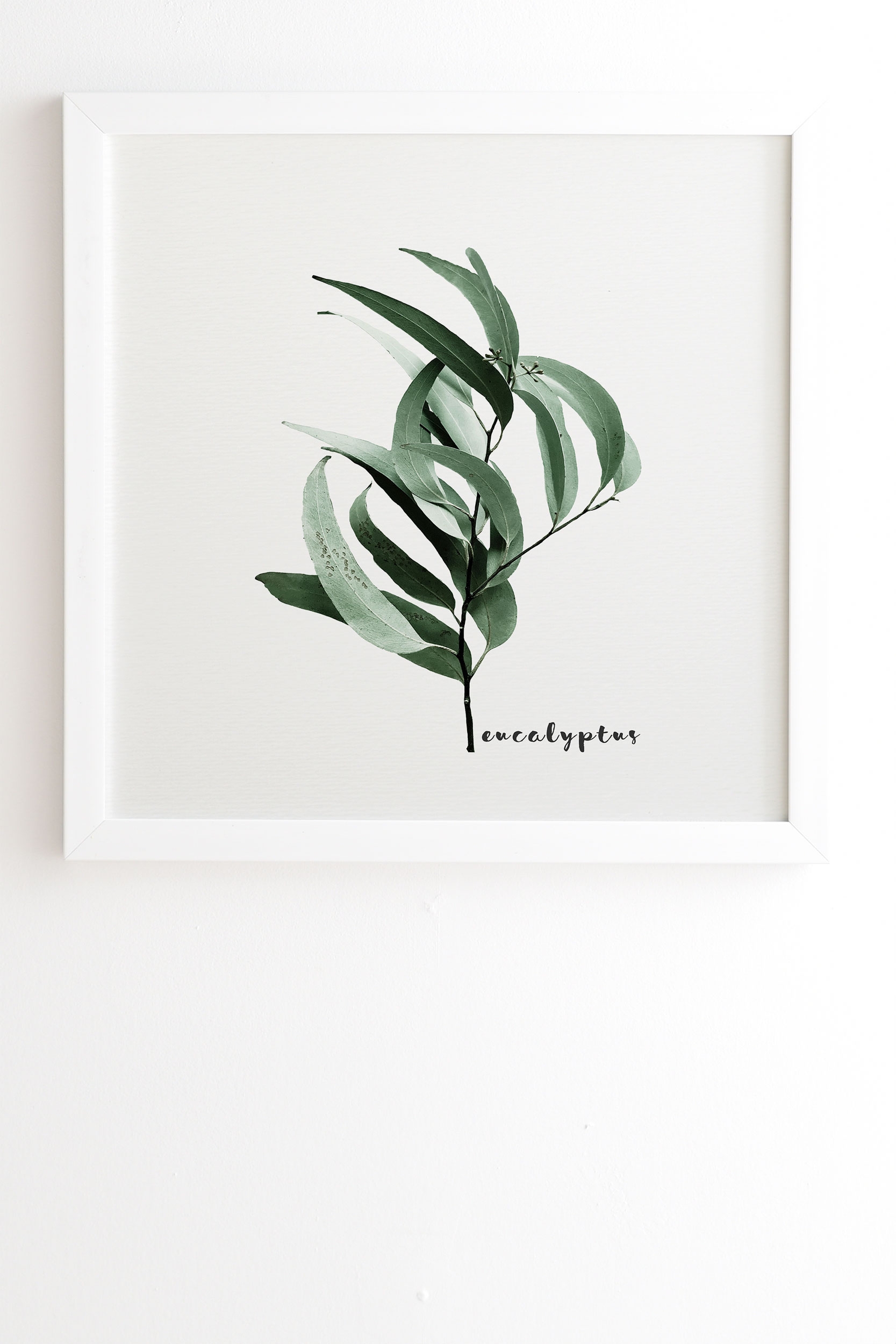 Eucalyptus Australian Gum Tree by Gale Switzer - Framed Wall Art Basic White 20" x 20" - Image 1