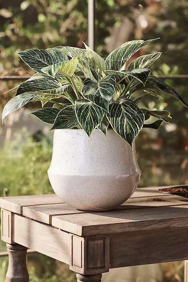 Speckled Bell Planter, 9" - Image 0