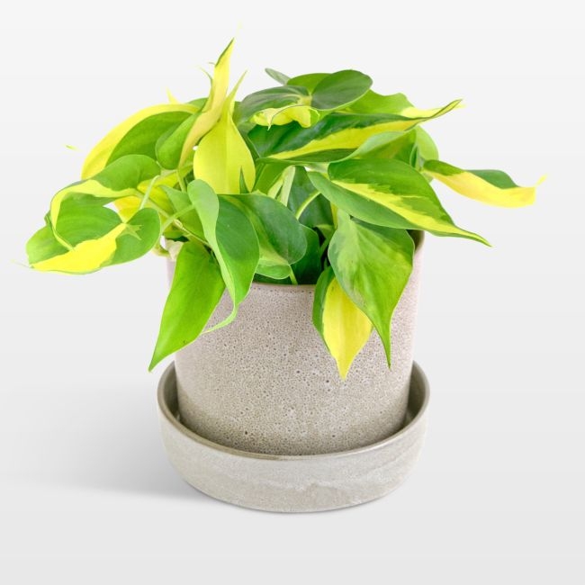 Live Philodendron Brasil Plant 6" in Tan Ceramic Pot - Image 0