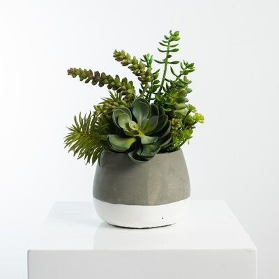 Green Echeveria & Mixed Succulent Arrangement Faux Plant In Concrete Two-Tone Planter - Image 0