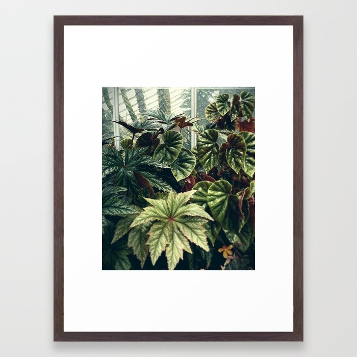 Beautiful Begonias Framed Art Print by Olivia Joy St Claire X  Modern Photograp - Conservation Walnut - Medium(Gallery) 18" x 24"-20x26 - Image 0