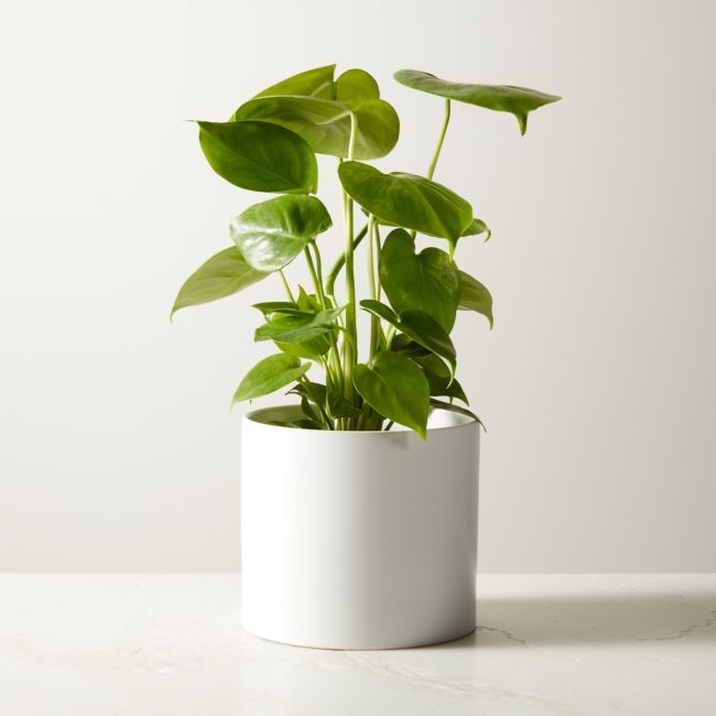 Live Monstera Plant 6" in White Ceramic Pot - Image 0
