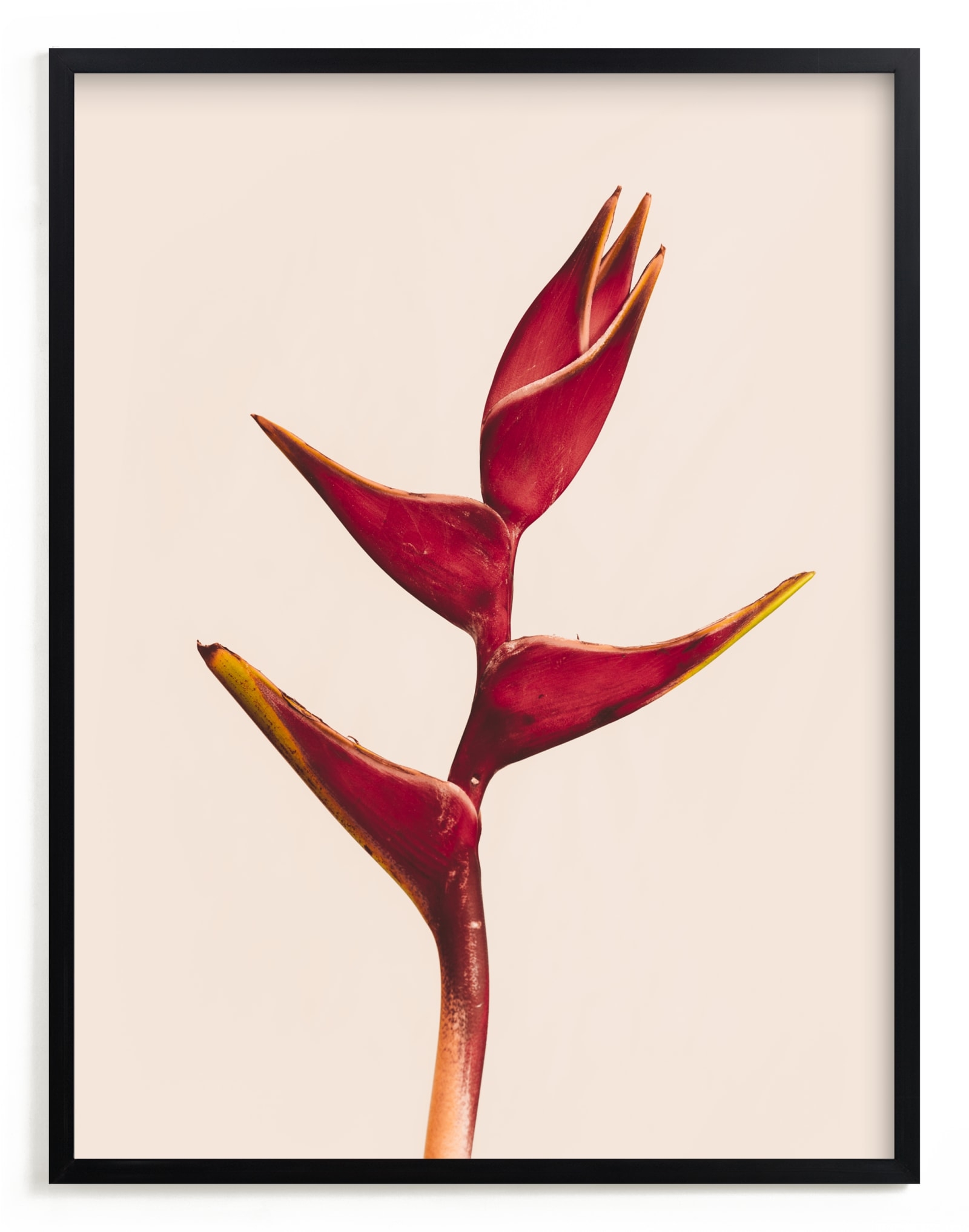 Heliconia 3 Limited Edition Fine Art Print 2 - Image 0