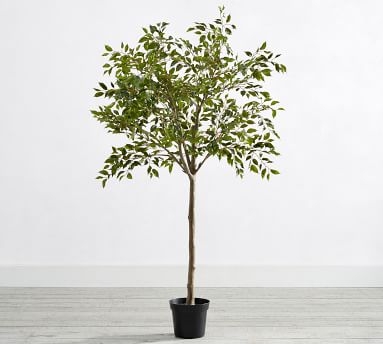 Faux Potted Triangular Ficus, 55" - Image 0