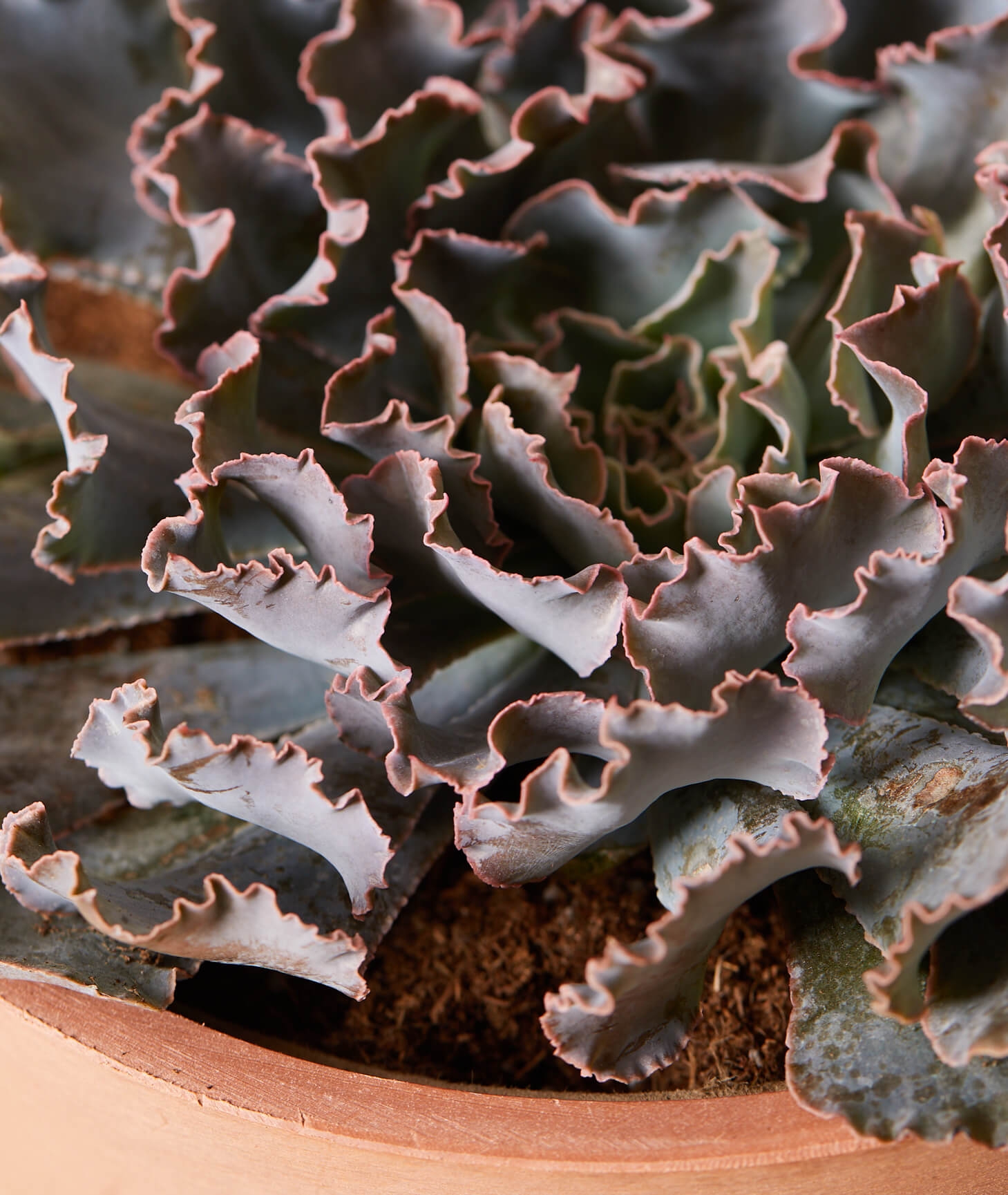 Echeveria Rosea -  Indigo - Image 1