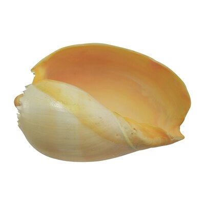 Swinney Decorative Melon Shell - Image 0