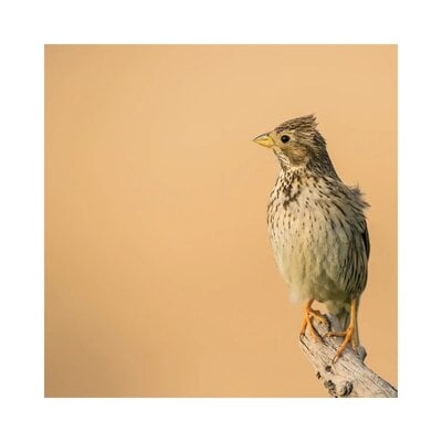 Corn Bunting Posing by - Wrapped Canvas - Image 0
