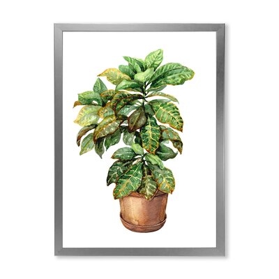Croton In Clay Flowerpot - Traditional Canvas Wall Art Print-FDP35077 - Image 0