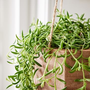 6in Succulent String of Bananas in Hanging Wood Planter - Image 1