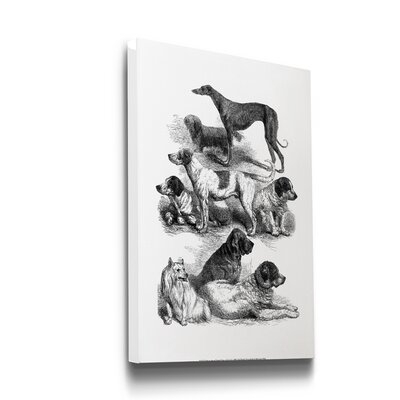 'International Show Dogs 1863 II' Wrapped Canvas Drawing Print - Image 0