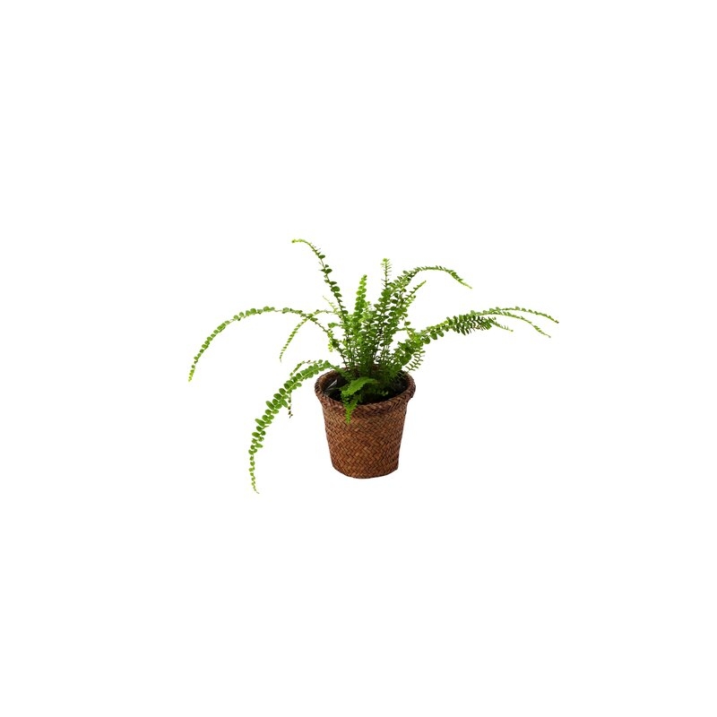 Thorsen's Greenhouse 12" Live Foliage Plant in Pot - Image 0