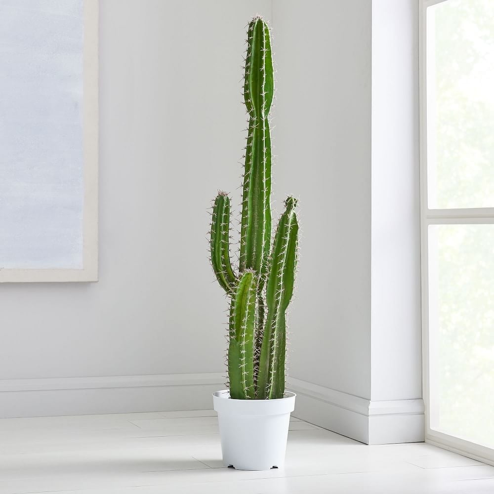Faux Botanicals, Potted Cactus - Image 0