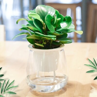 Flowerpot Self Watering Practical Plastic Transparent Plant Pot For Home - Image 0